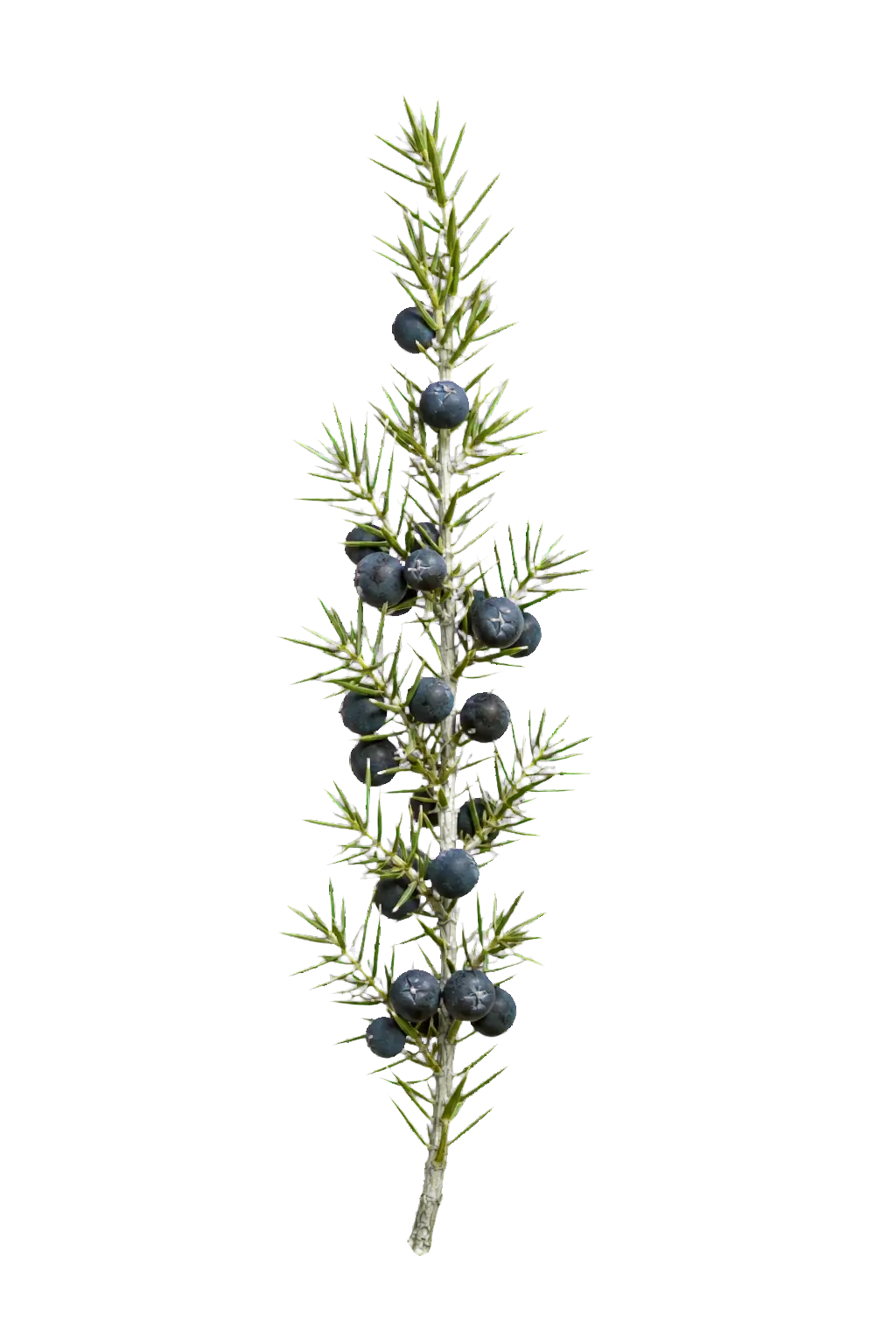 Dëllinjë e freskët