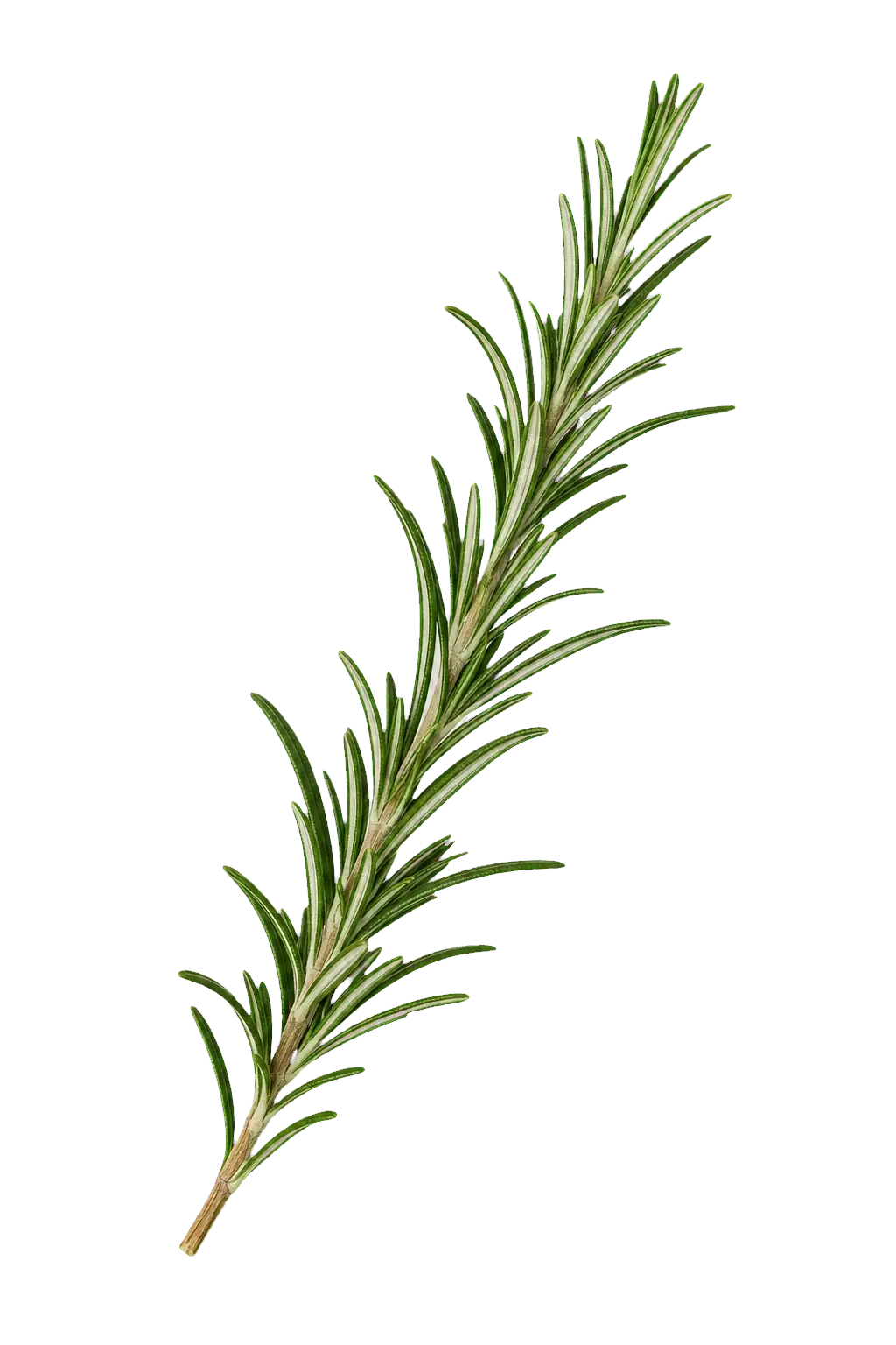 Rozmarinë