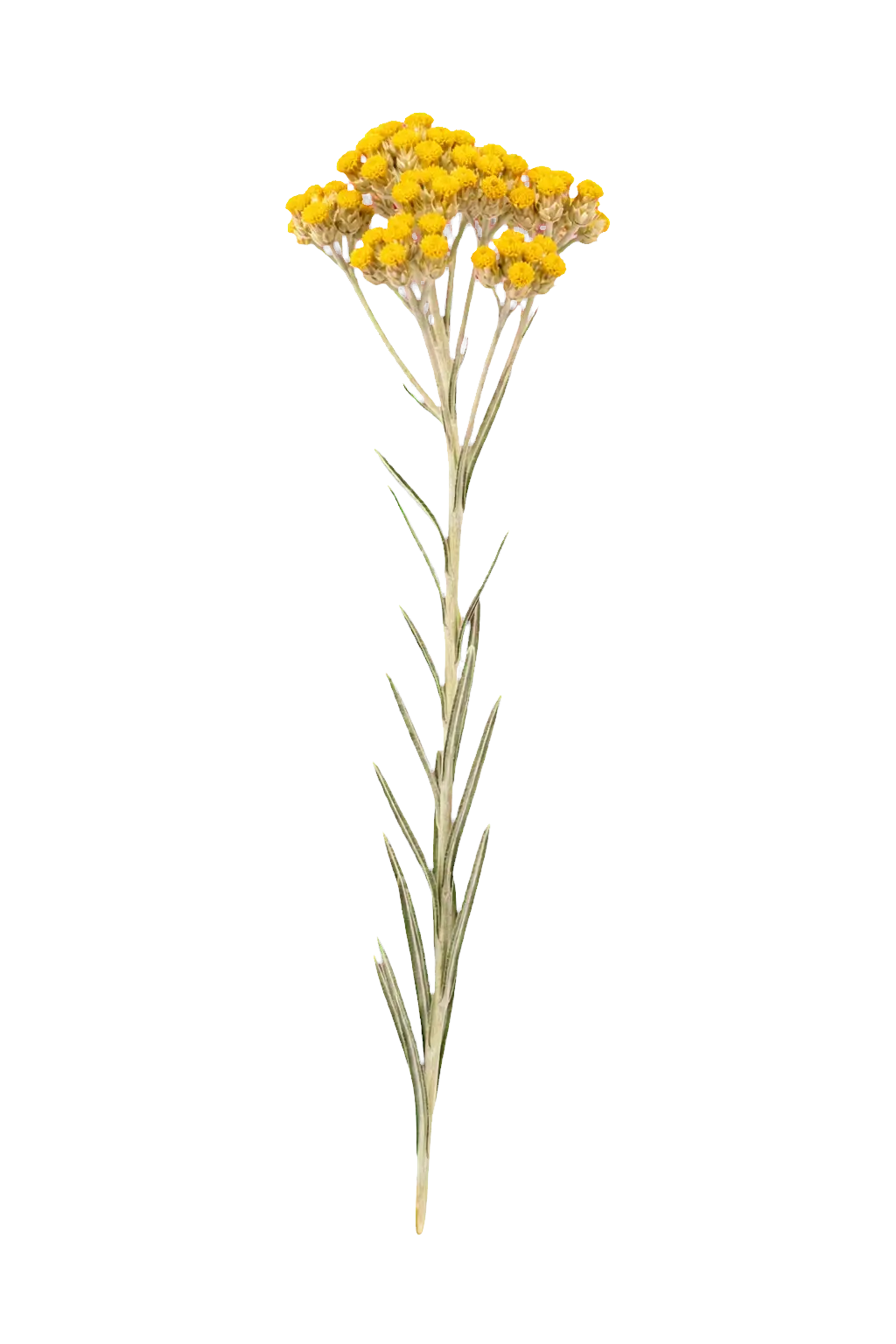 Lule pavdekësie