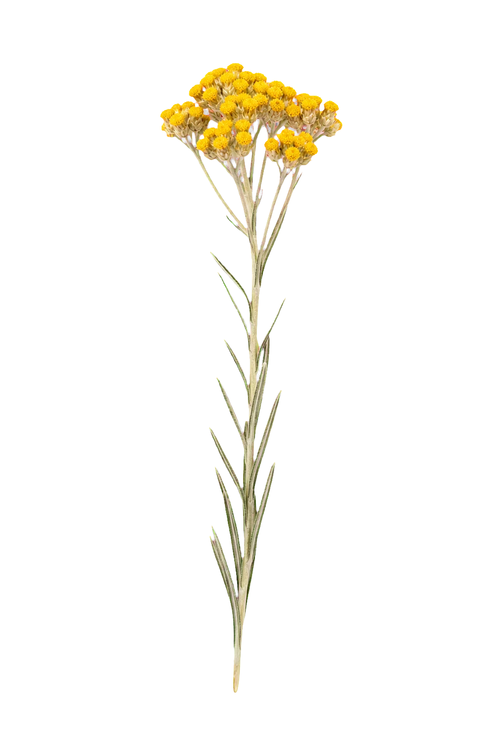 Lule pavdekësie