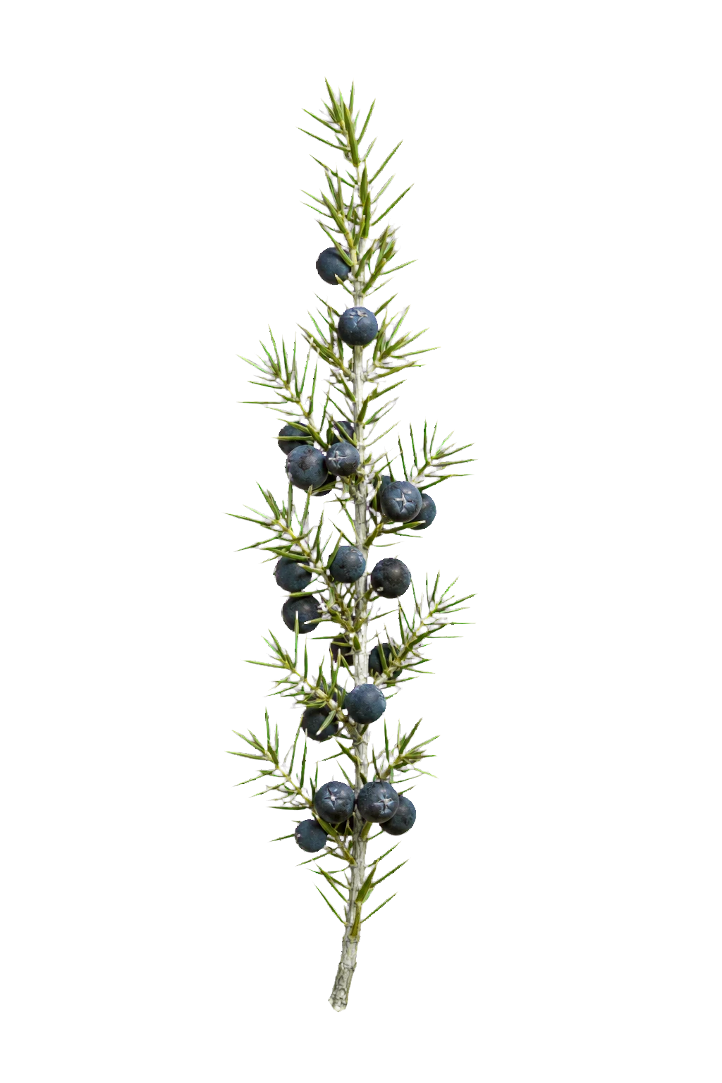 Dëllinjë e freskët