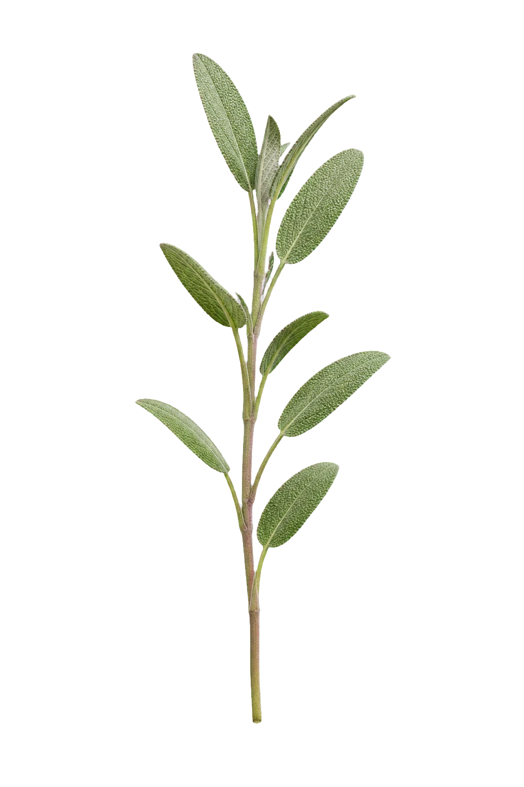 Sherebelë mali