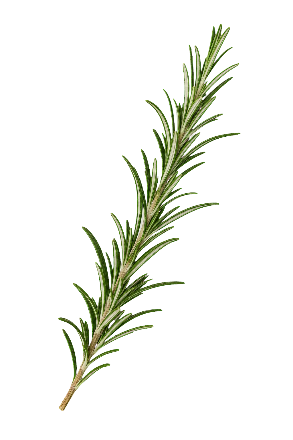 Rozmarinë